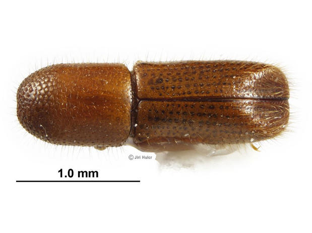 Bark and Ambrosia Beetles of , Xyleborinus saxesenii <span  style='font-style:normal';>(Ratzeburg 1837)</span> <span  style='font-style:normal';> (introduced)</span>