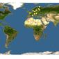 Discover Life: Point Map of Xyleborus dispar